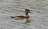 Ring-necked Duck (Athya collaris)