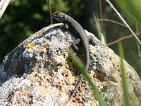 : Sceloporus occidentalis becki; Island Fence Lizard