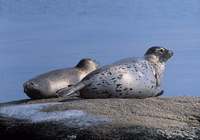 Ларга - Phoca largha Pallas, 1811 - Harbour Seal.