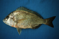 Orthopristis chalceus, Brassy grunt: fisheries