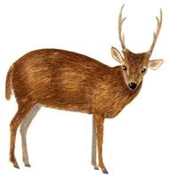 Image of: Axis porcinus (hog deer)