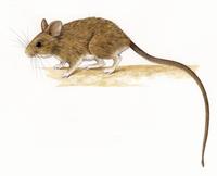 Image of: Irenomys tarsalis (Chilean climbing mouse)