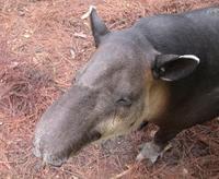 Image of: Tapirus bairdii (Baird's tapir)