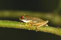 Duellmanohyla uranochroa - Red-eyed Stream Frog