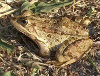 Rana ridibunda - Lake Frog