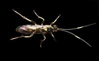 Image of: Ichneumonidae (ichneumon flies and ichneumon wasps)
