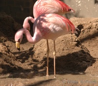 Phoenicoparrus jamesi - Puna Flamingo