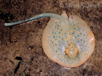 Taeniura lymma - Blue Spotted Fantail Stingray