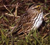 Image of: Passerculus sandwichensis (savannah sparrow)