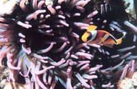Amphiprion bicinctus - Threebanded Anemonefish