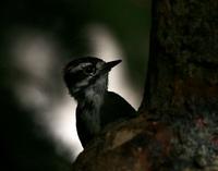 Downy Woodpecker  Juvenile male. I rather enjoyed how this came out with the backlight