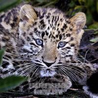 Amur Leopard Cub stock photo