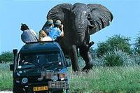 Tourists in a jeep taking pictures of an elephant stock photo