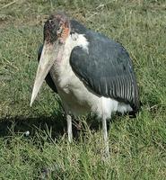 Marabou Stork p.30