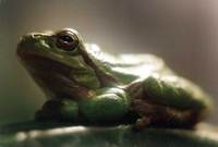 : Hyla arborea arborea; Common Tree Frog
