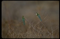: Merops revoilii; Somali Bee-eater