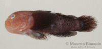 : Paragobiodon modestus