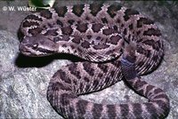: Crotalus viridis cerberus; Arizona Black Rattlesnake