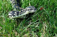 : Morelia spilota cheynei; Jungle Carpet Python
