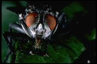 : Sarcophaga sp.; Common Flesh Fly
