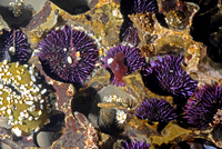 : Strongylocentrotus purpuratus; Purple Sea Urchin