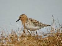 Red-necked Stint  (Gambell)