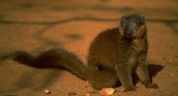 photograph of brown lemur