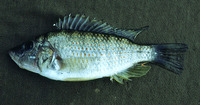 Haplochromis horei, : fisheries