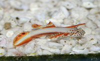 Discordipinna griessingeri, Spikefin goby: aquarium