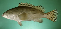 Epinephelus latifasciatus, Striped grouper: fisheries