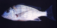 Tylochromis polylepis, : aquarium