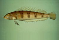 Parapercis sexfasciata, Grub fish: fisheries, aquarium