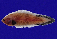 Symphurus leei, Lee's tonguefish: