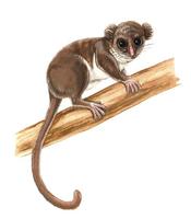 Image of: Allocebus trichotis (hairy-eared dwarf lemur)