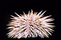 Echinometra mathaei - Burrowing urchin