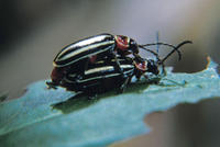 Image of: Chrysomelidae (leaf beetles)