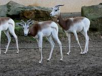 Gazella dama ruficollis - Nubian Red-necked Gazelle
