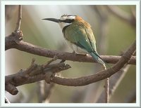 White-throated Bee-eater - Merops albicollis