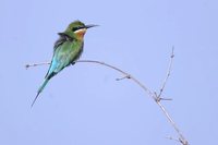 Blue-tailed Bee-eater - Merops philippinus