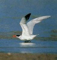 큰제비갈매기 (greater crested tern/Sterna bergiicristata)