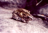 : Bufo olivaceus; Olive Toad