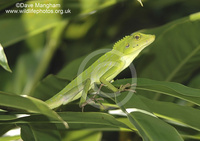 : Bronchocela cristatella; Green Crested Lizard