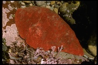 : Cryptochiton sp.; Sea Cradle (chiton)