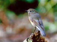 Red-flanked    Bluetail