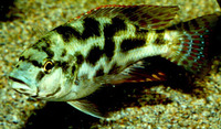 Nimbochromis polystigma, : aquarium