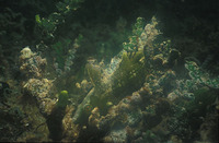 Doratonotus megalepis, Dwarf wrasse: aquarium
