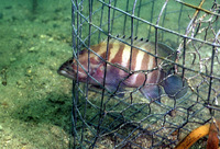 Cephalopholis boenak, Chocolate hind: fisheries, aquarium