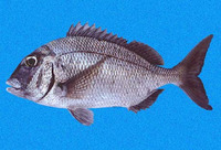 Calamus taurinus, Galapagos porgy: fisheries