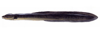 Anguilla megastoma, Polynesian longfinned eel: fisheries