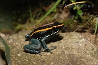 Phyllobates vittatus - Golfodulcean Poison Frog